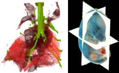 LungsEmbryo