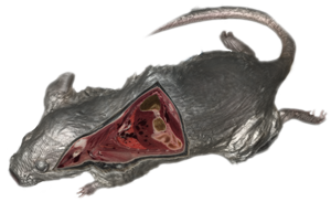 Mouse_Rendering